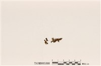 藏品(疏緣毛腎島衣)的圖片